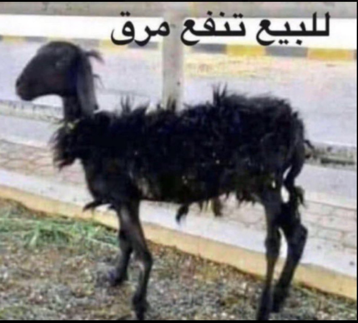 ماجد tweet media