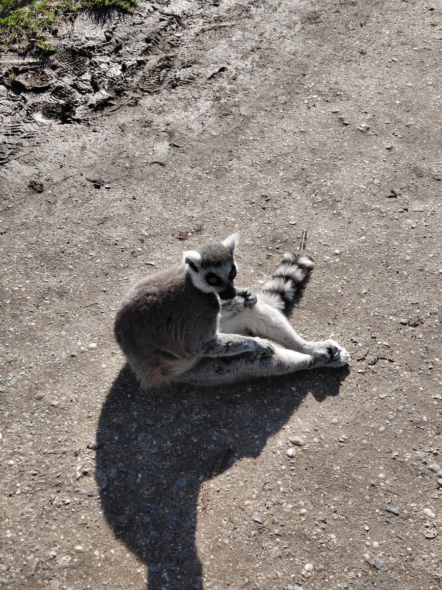 iris. ♡ tweet media