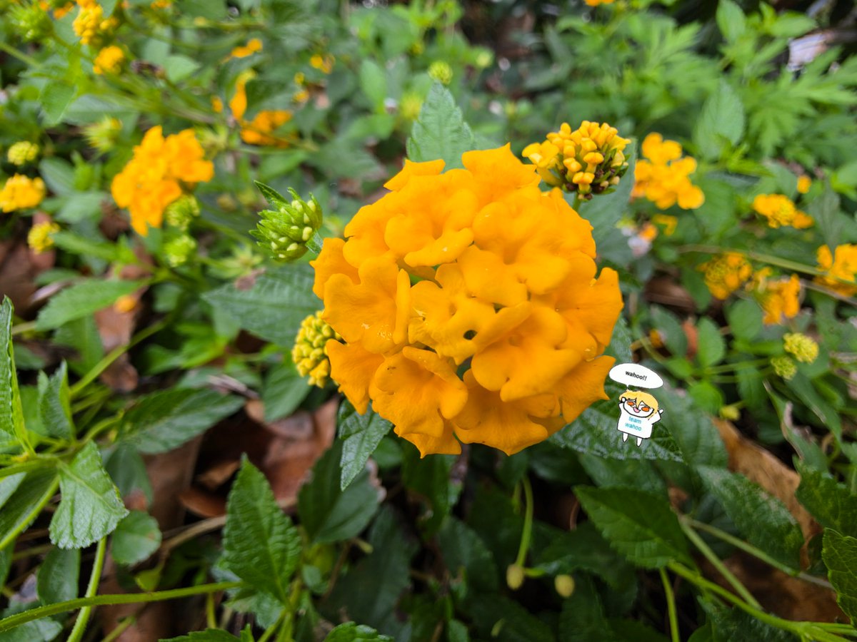 luxmendax tweet media