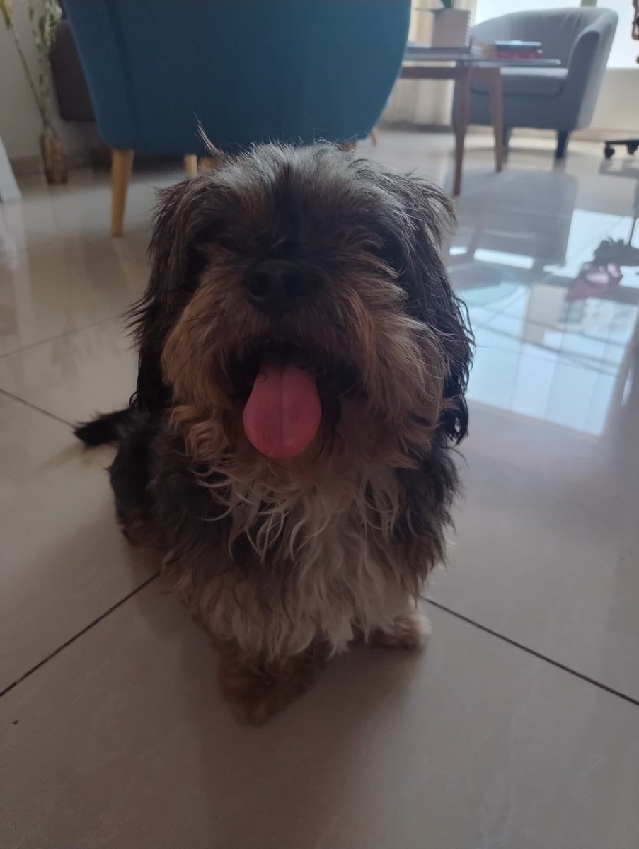 Pao Peralta 🐶 Rescatando Perritos 🇵🇪 tweet media