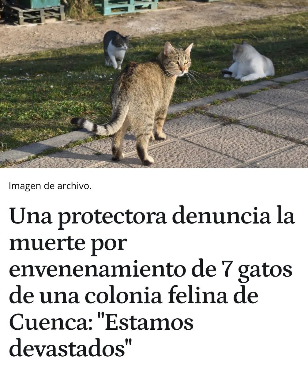 #URGENTE. 
La protectora Bonamiko pide la colaboración ciudadana para atrapar a los culpables del envenamiento de 7 Gatos de colonias felinas 
"Estamos con el corazón roto y no pararemos hasta que paguen los culpables" 
ift.tt/zIR5jbY
#ColoniasFelinasProtegidas