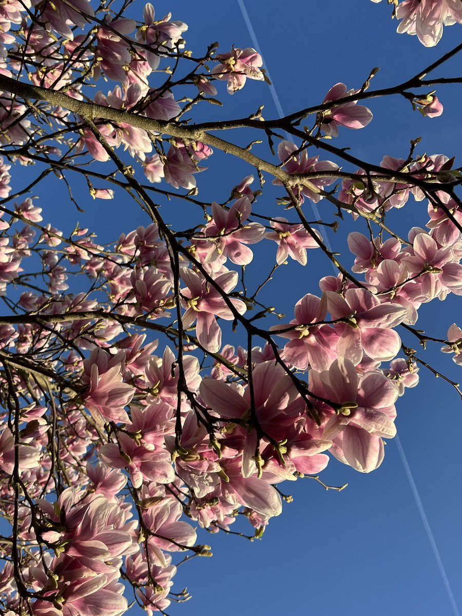 Zo blij van dit weer en van die mooie tulpenboom 🤩❤️🌸