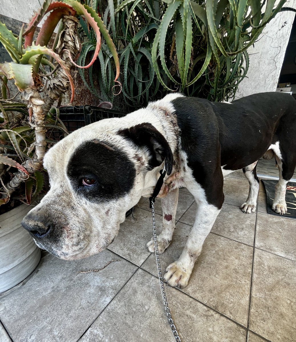 Diego Canales tweet media