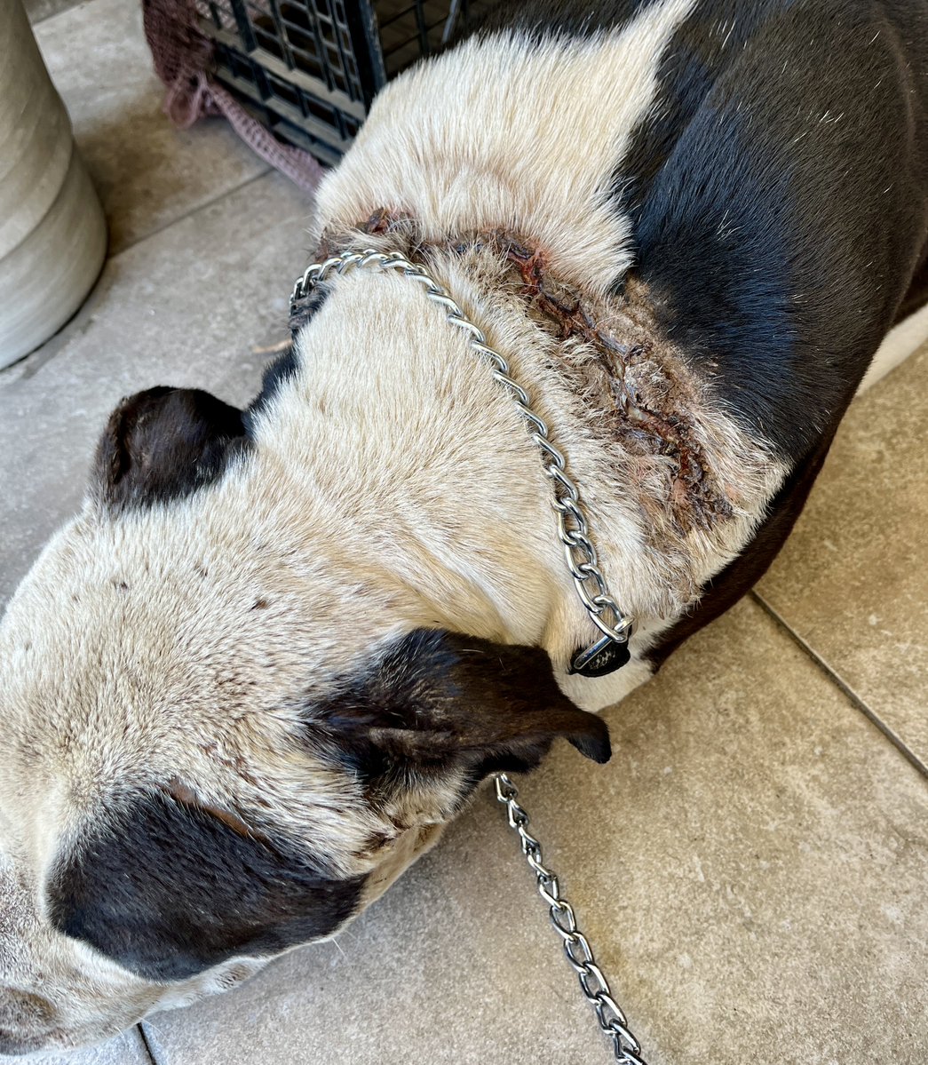 Diego Canales tweet media