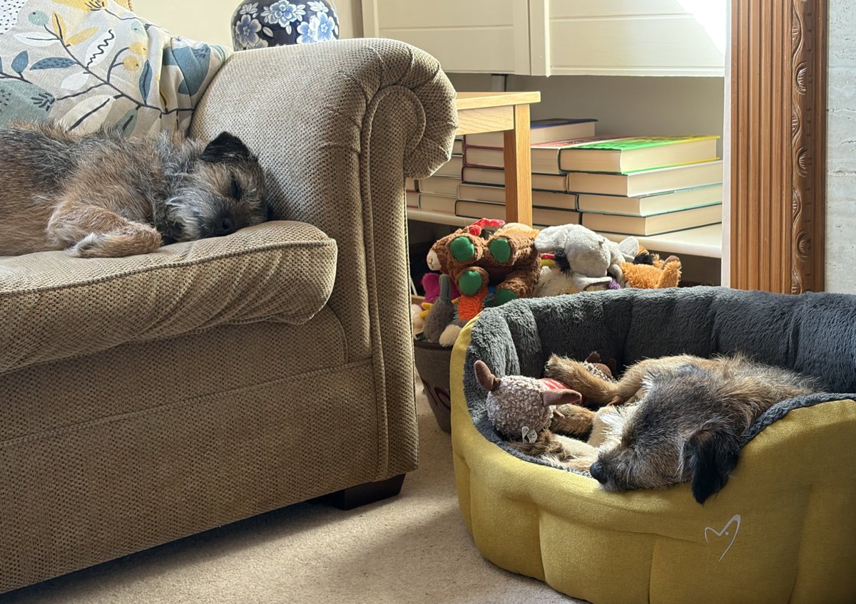 Mabel & Stanley OBE 🐶🐾🐕 tweet media