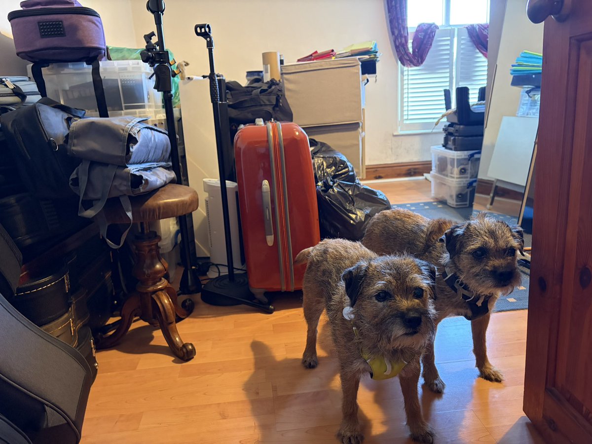 Mabel & Stanley OBE 🐶🐾🐕 tweet media