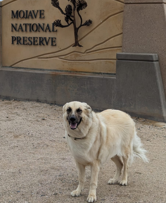 sol.gene tweet media