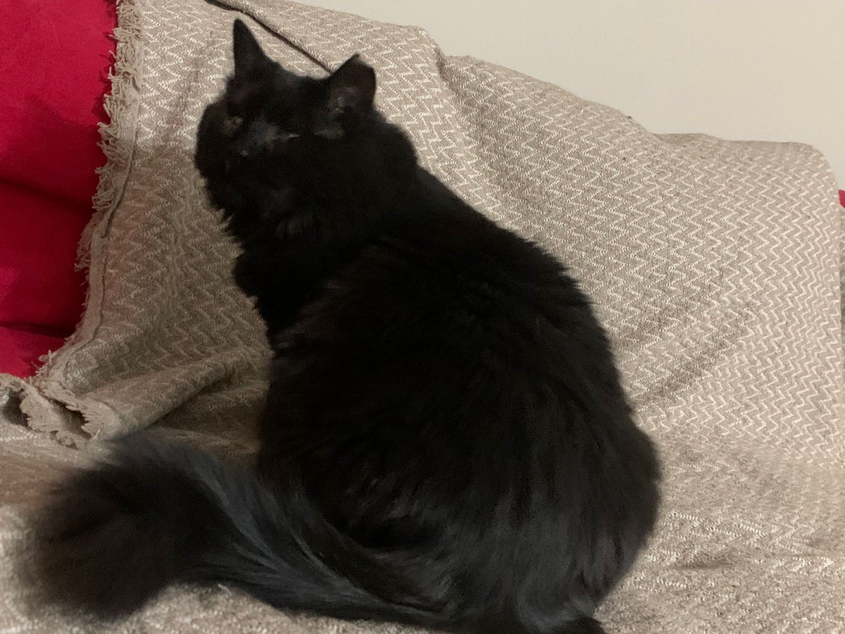 güneş çağlıer 🌱 tweet media