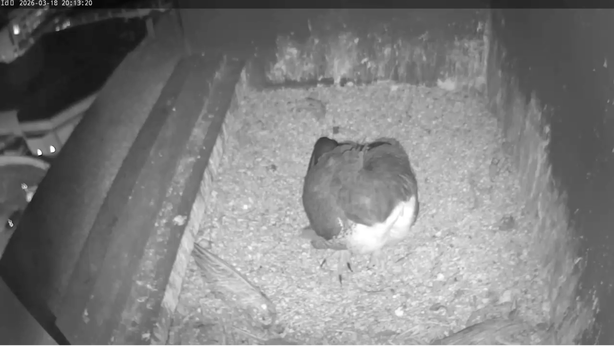 Woking Peregrine Project tweet media
