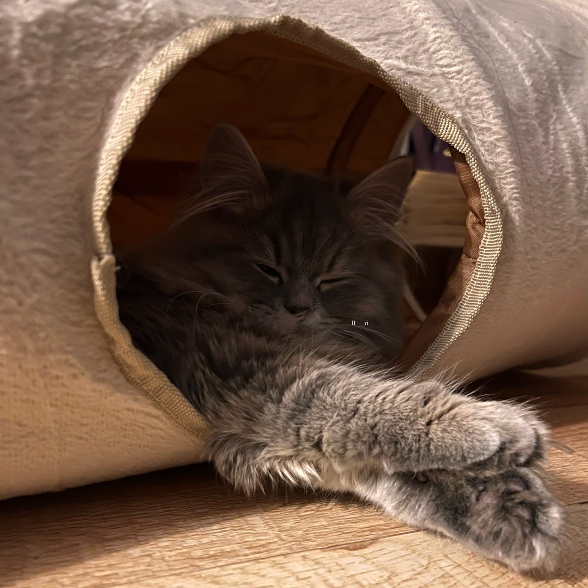 رِناد 𓋼 tweet media