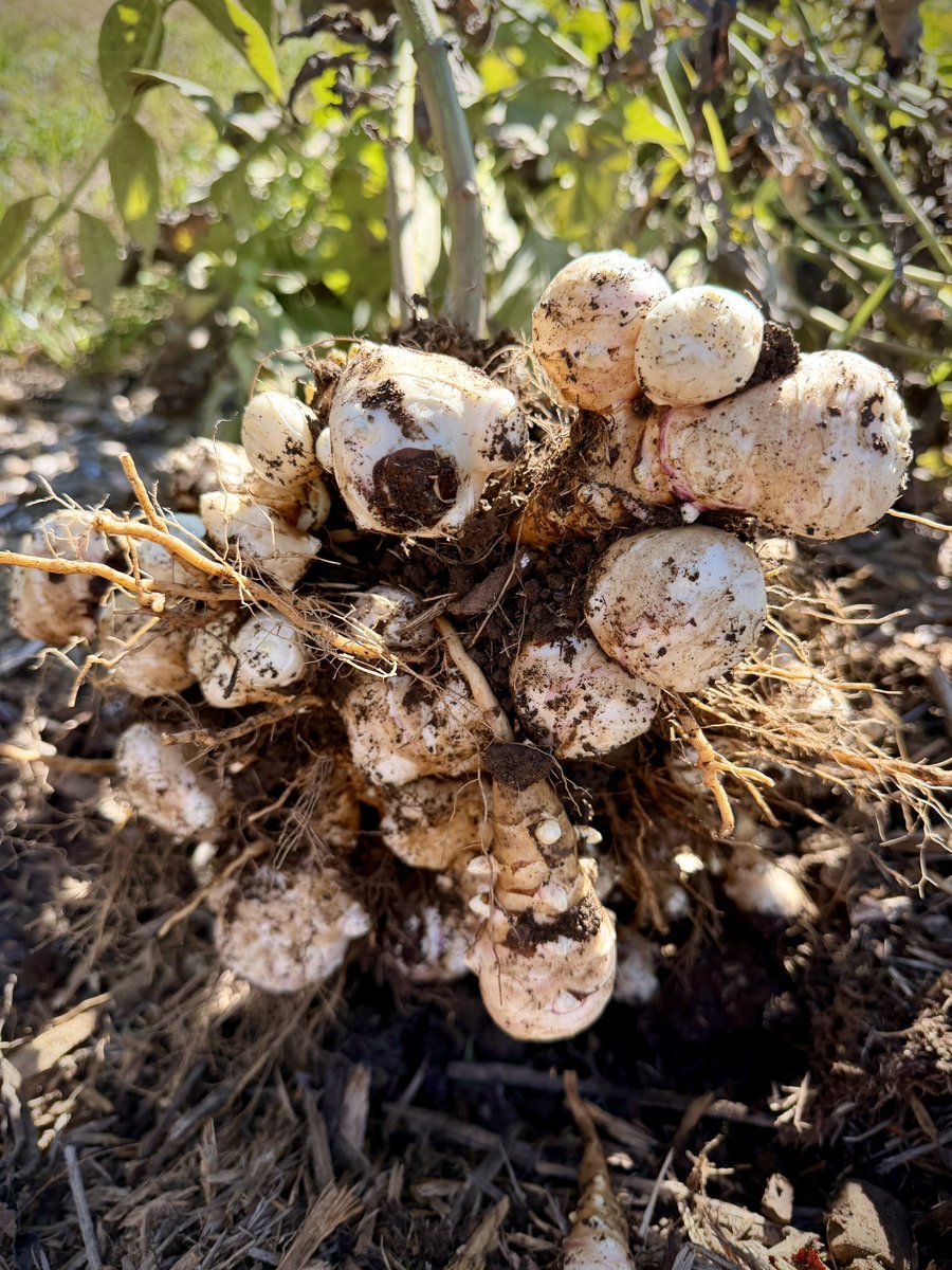 The Last Farm tweet media