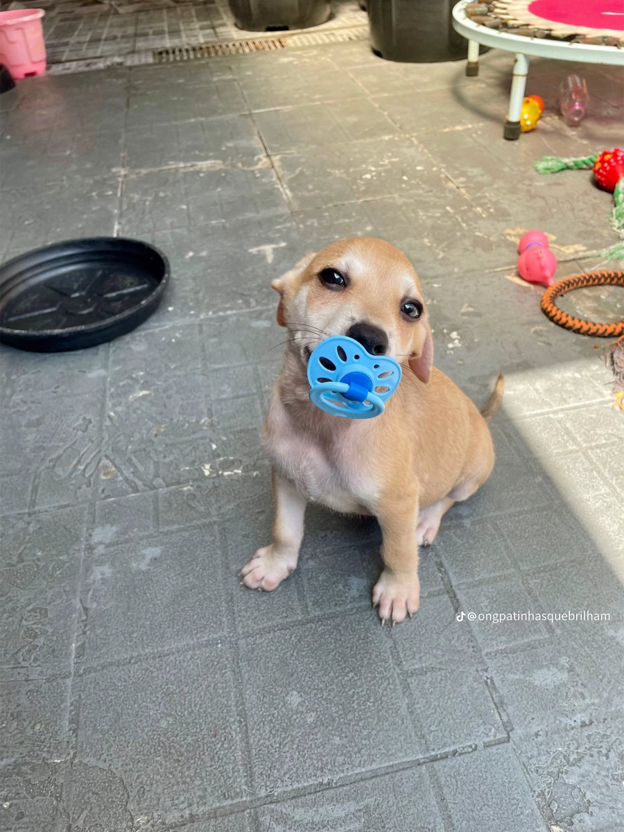 Todo Dia Cães tweet media