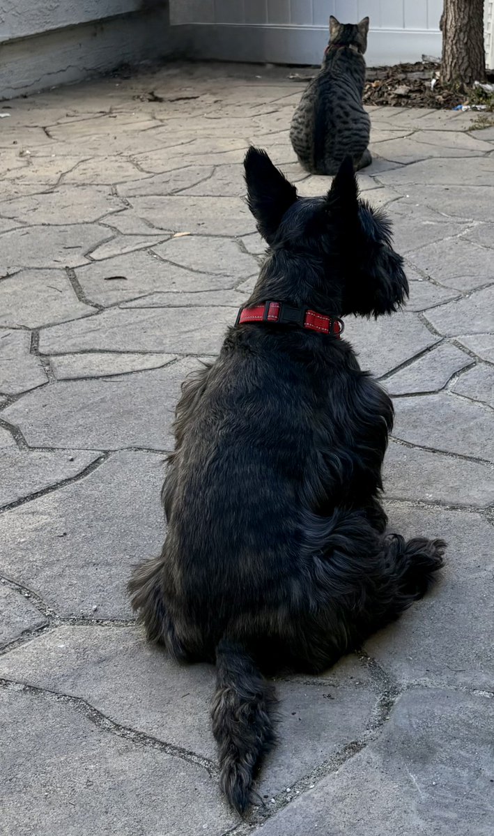 Charlie the Scotty dog tweet media