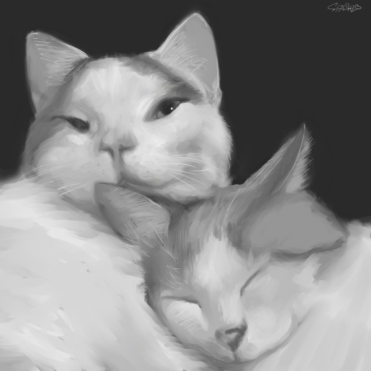 shoki_7795's tweet photo. ねこ https://t.co/psmh2wbWSJ