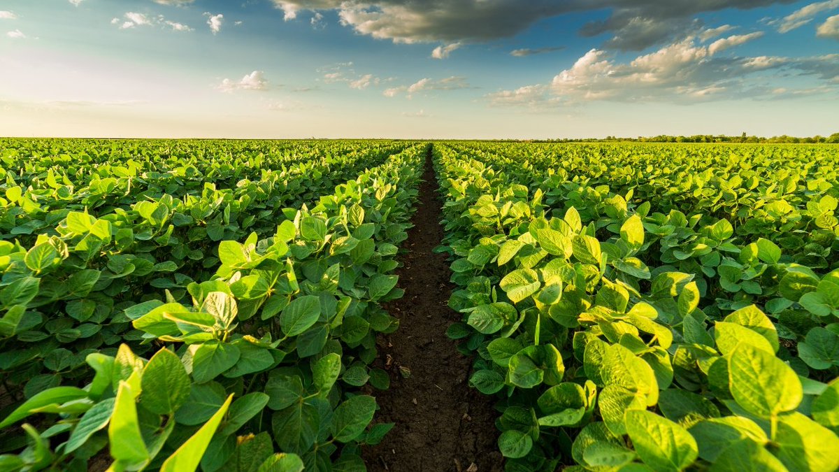 VISIÓN AGROPECUARIA WEB Y VAR RADIO ON LINE tweet media