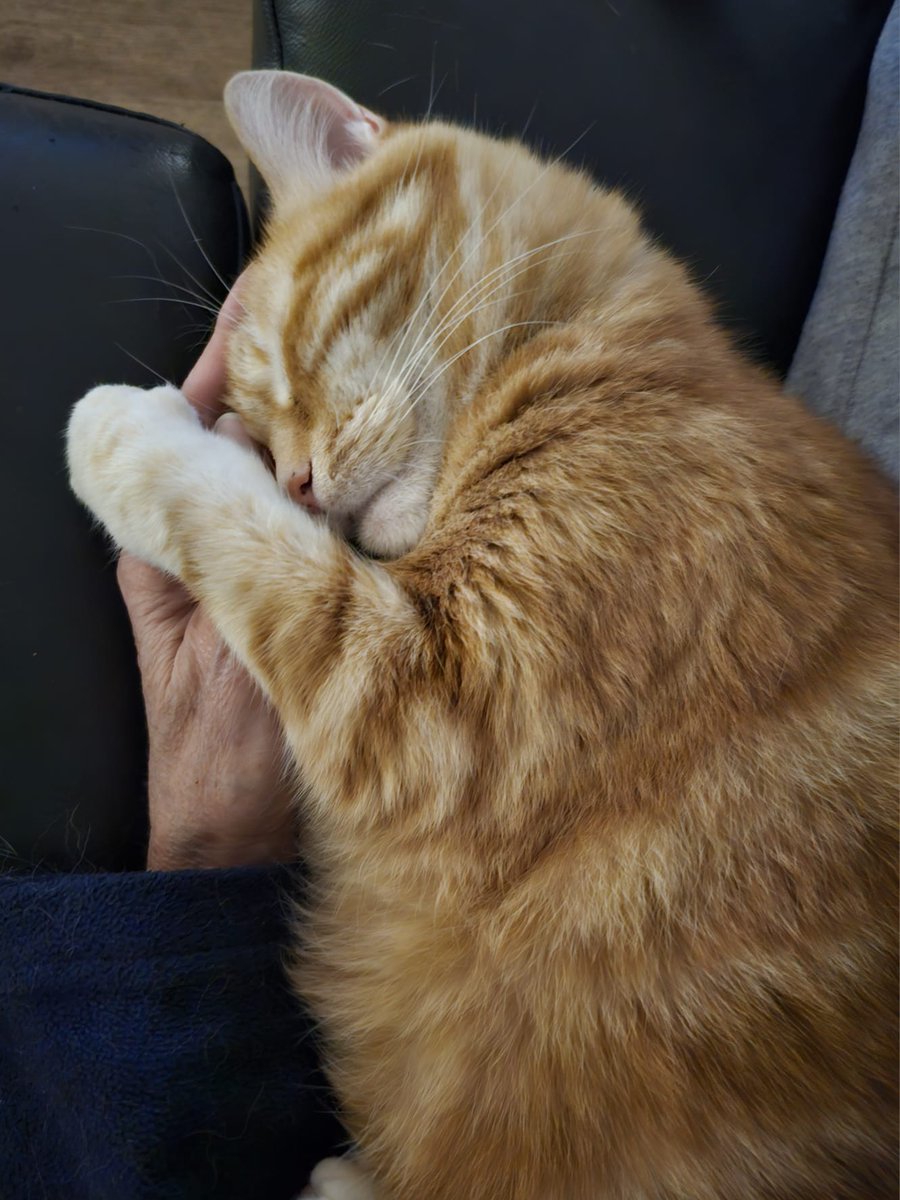 zulma de la ferme tweet media