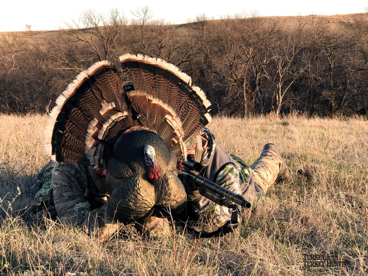 Turkey & Turkey Hunting tweet media