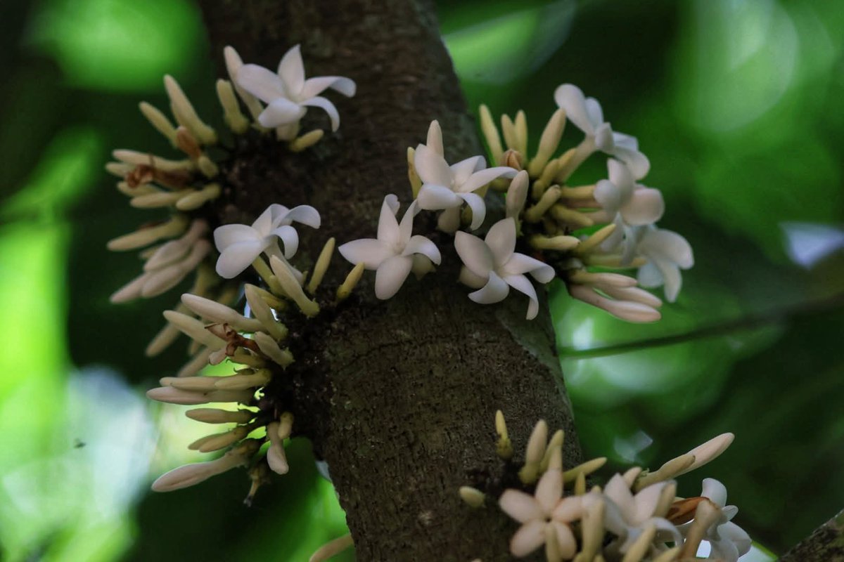 กรมอุทยานแห่งชาติ สัตว์ป่า และพันธุ์พืช tweet media