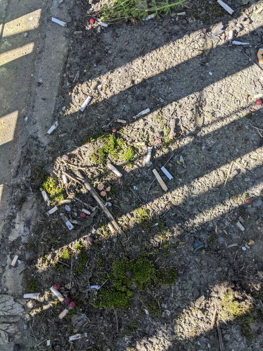 Eric Torrington tweet media