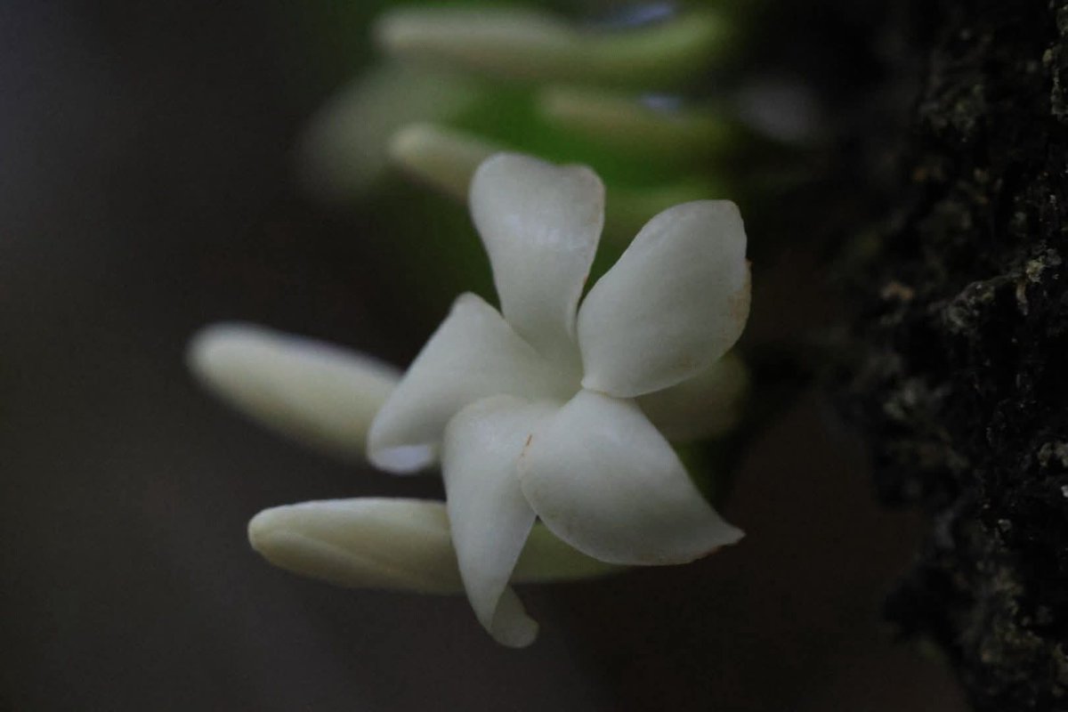 กรมอุทยานแห่งชาติ สัตว์ป่า และพันธุ์พืช tweet media