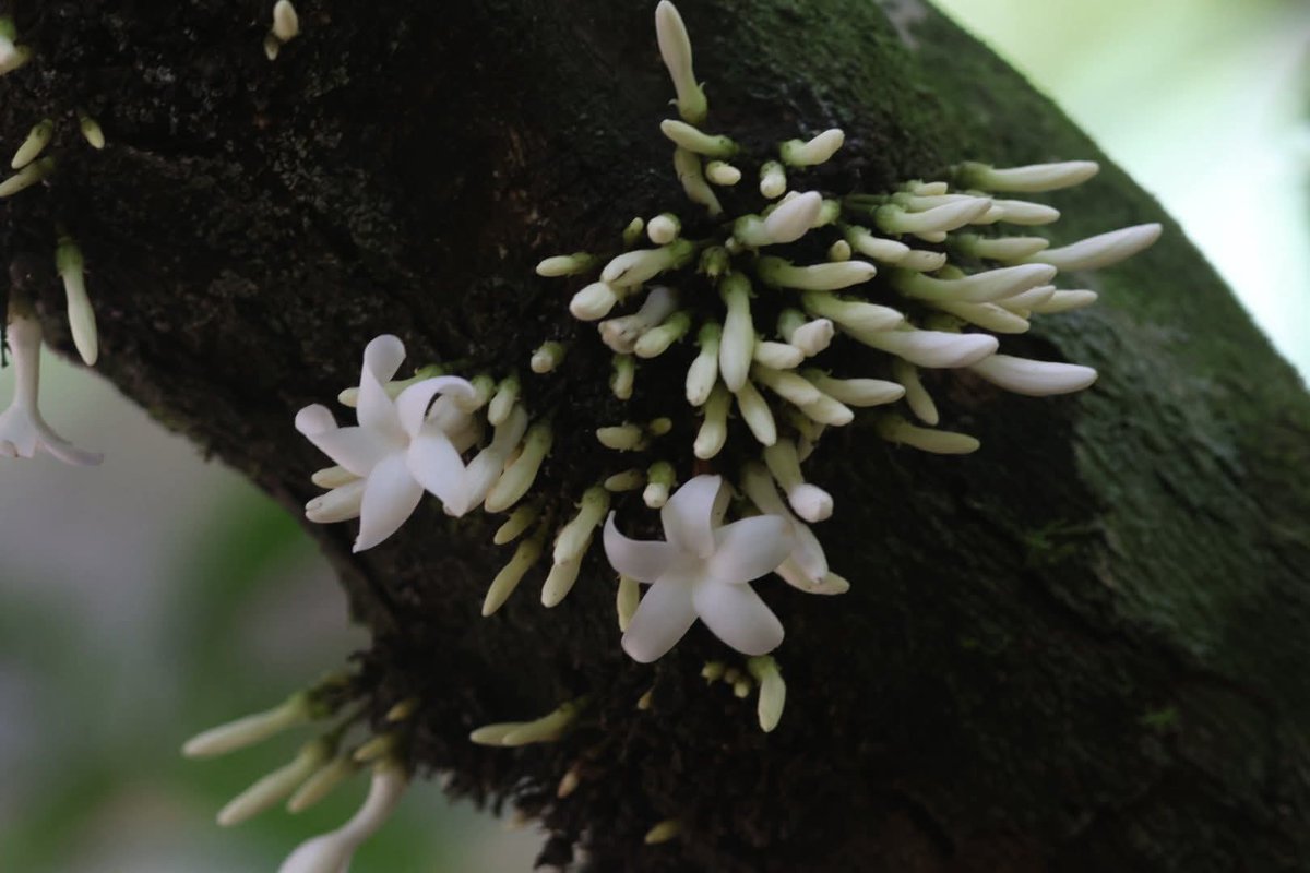 กรมอุทยานแห่งชาติ สัตว์ป่า และพันธุ์พืช tweet media