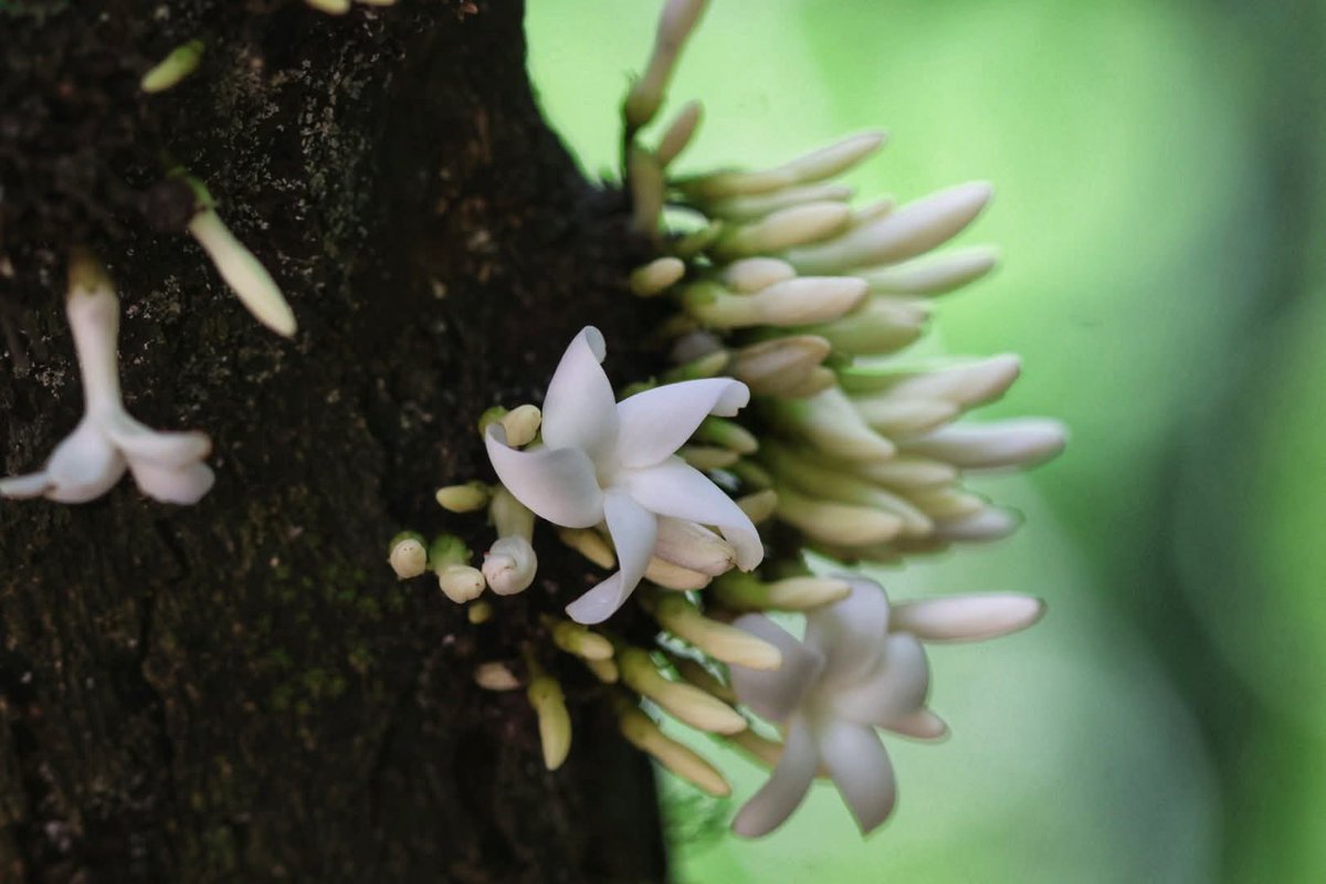 กรมอุทยานแห่งชาติ สัตว์ป่า และพันธุ์พืช tweet media