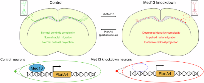 Communications Biology tweet media
