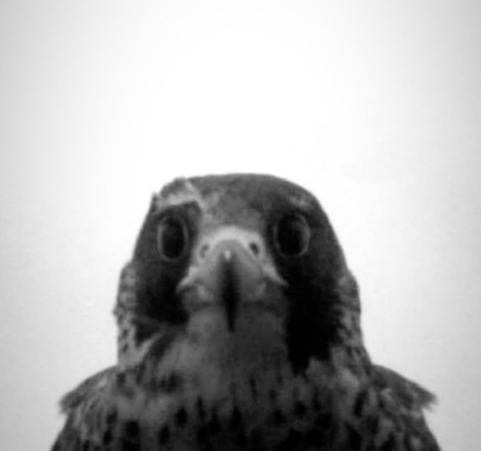 بارقي|BRQ tweet media