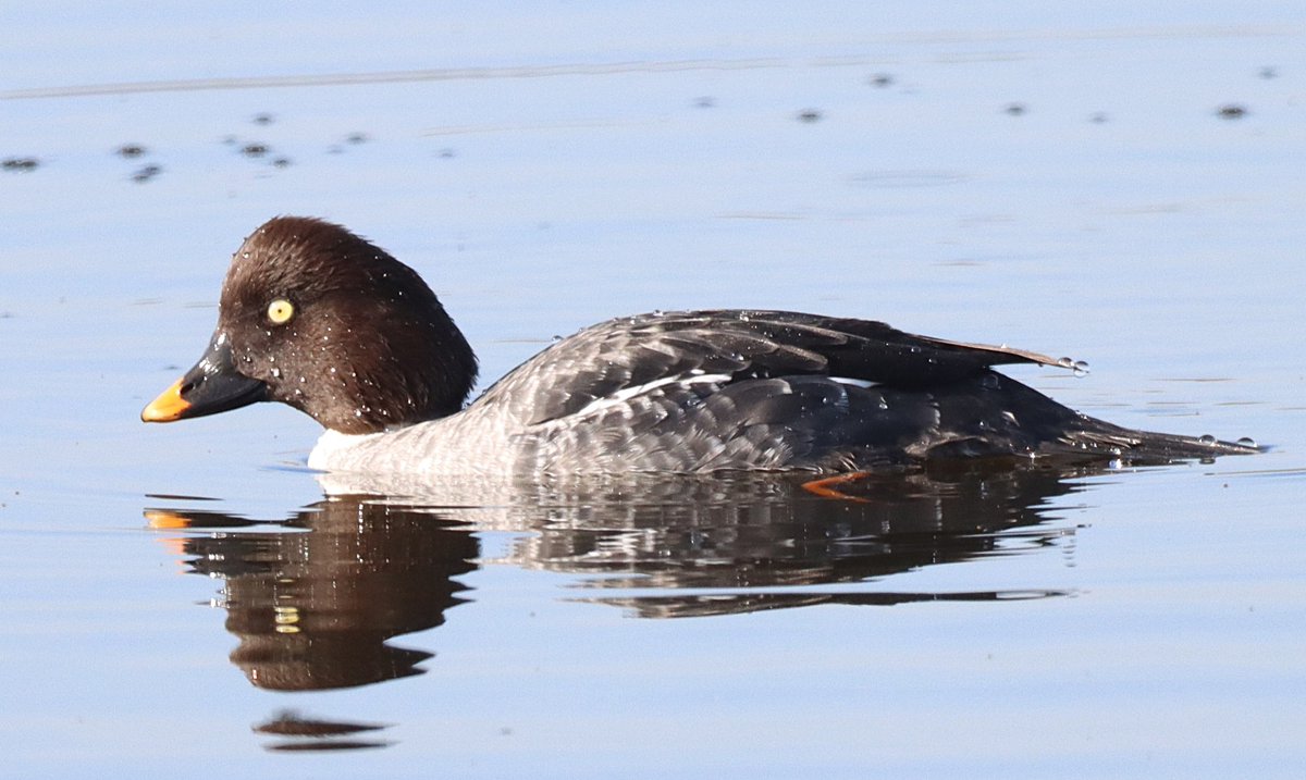 Dave 💙💛 tweet media