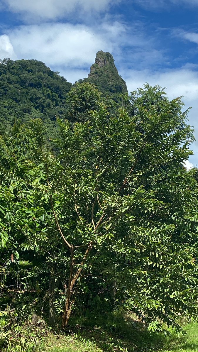 Pl Chiquinquirá Pasión Ganadera tweet media