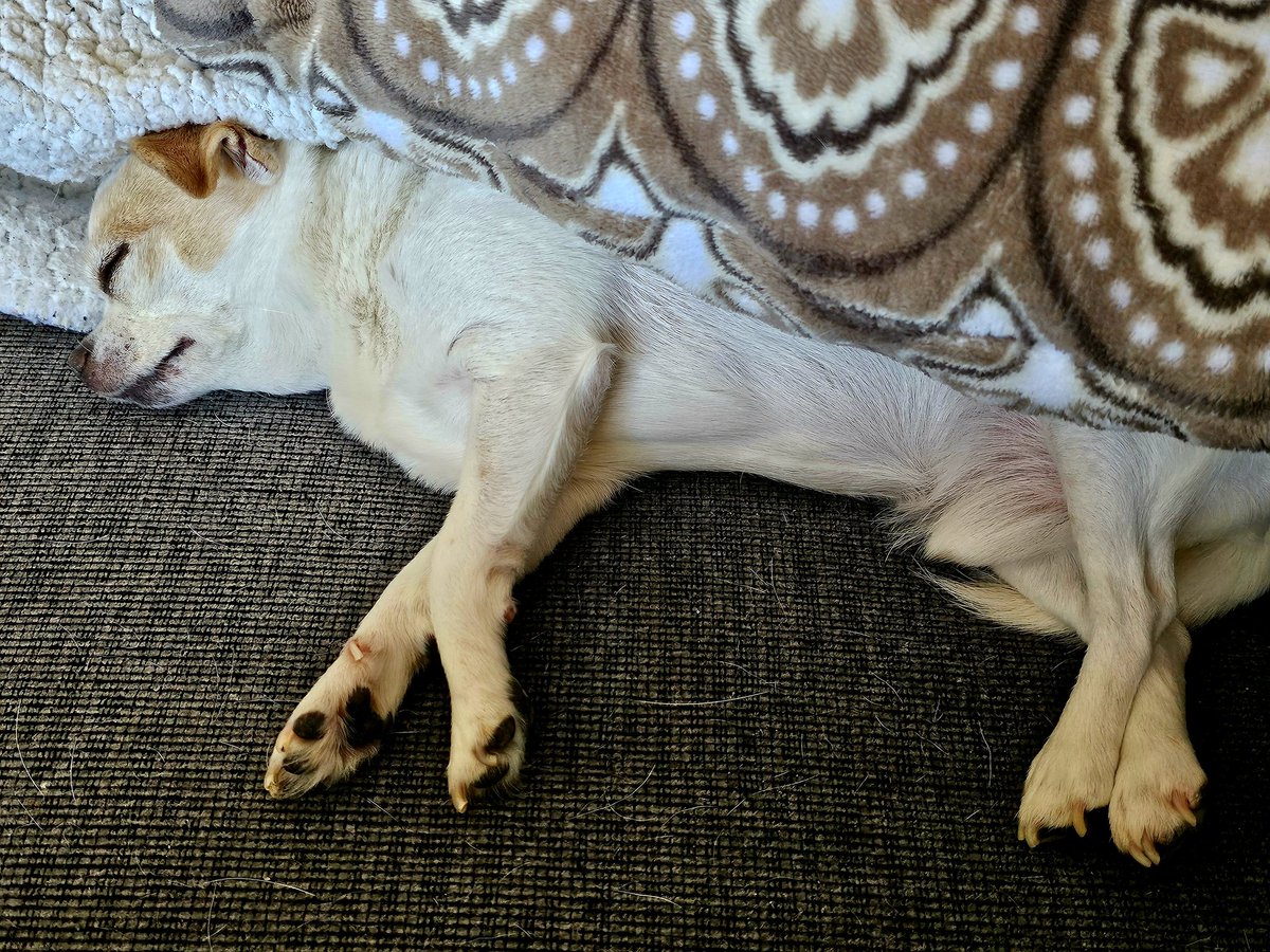 Drop Toons tweet media