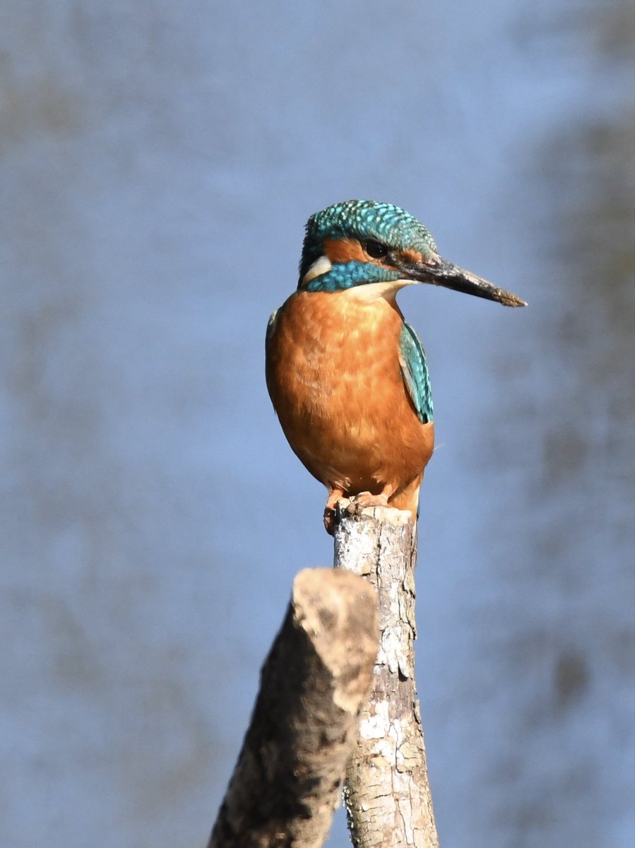Grumpysnapper's tweet photo. @tophilllow Sunny day at top hill today kingfisher looks to have soil on beak maybe excavating hole @Natures_Voice https://t.co/eDjOLk0Kqu