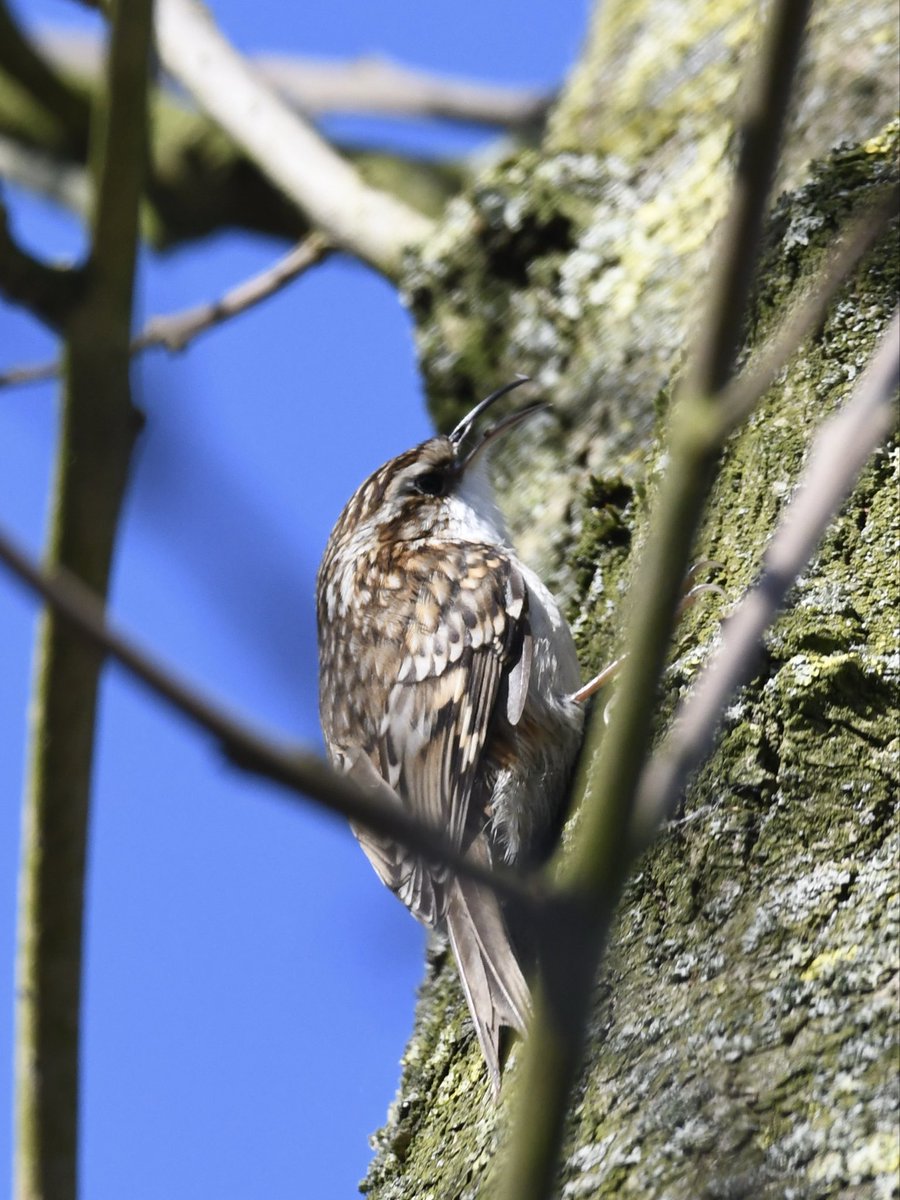Grumpysnapper's tweet photo. @tophilllow Sunny day at top hill today kingfisher looks to have soil on beak maybe excavating hole @Natures_Voice https://t.co/eDjOLk0Kqu