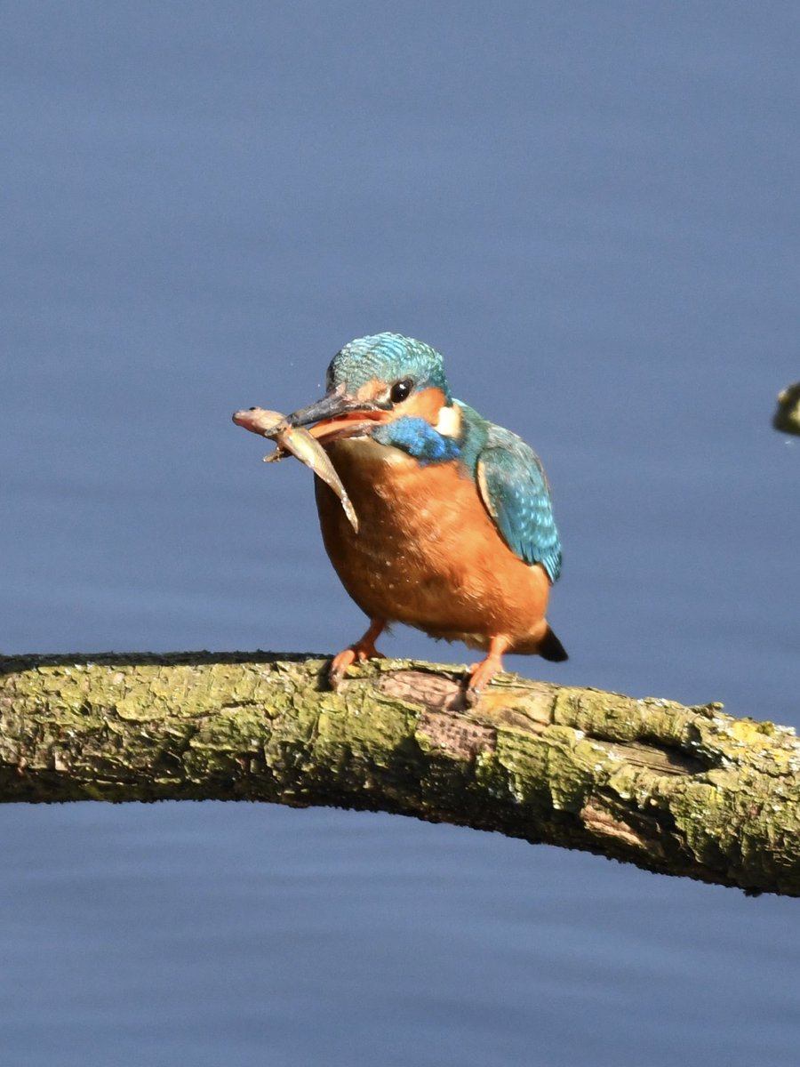 Grumpysnapper's tweet photo. @tophilllow Sunny day at top hill today kingfisher looks to have soil on beak maybe excavating hole @Natures_Voice https://t.co/eDjOLk0Kqu