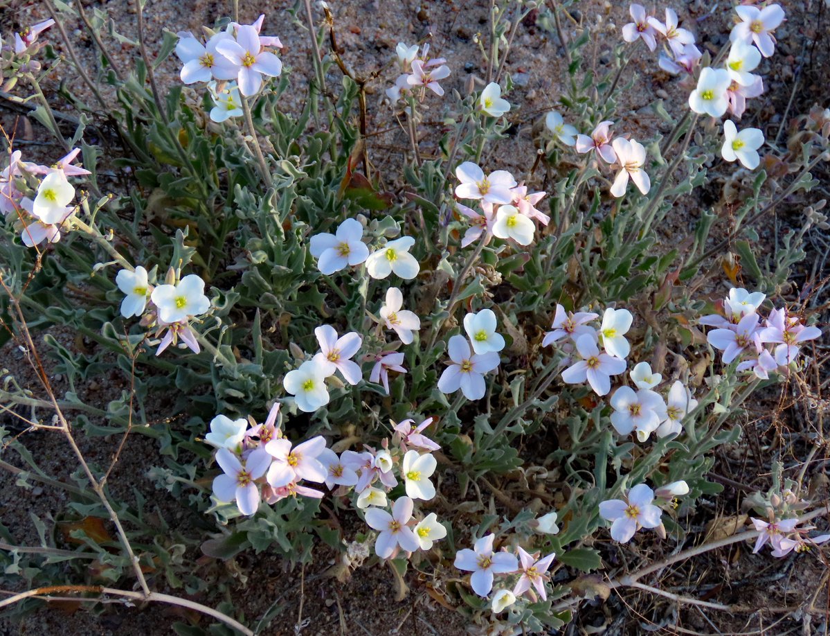 Robert P. Rowley tweet media