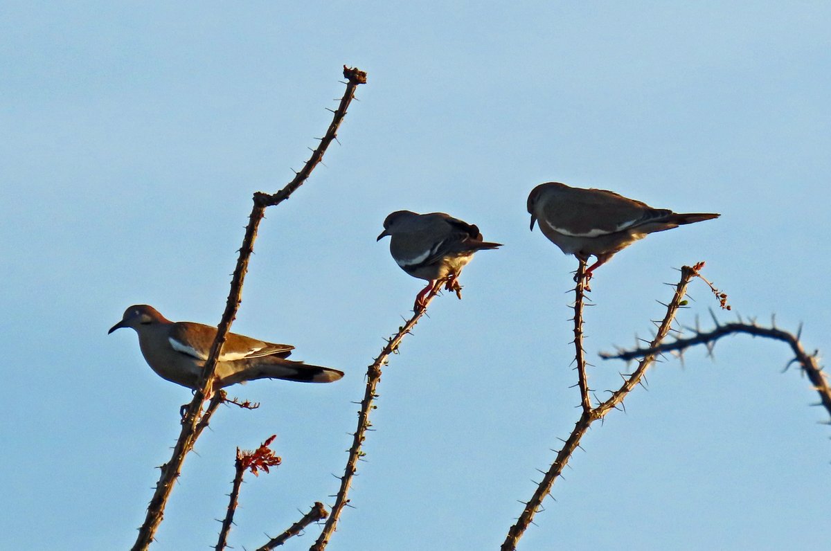 Robert P. Rowley tweet media