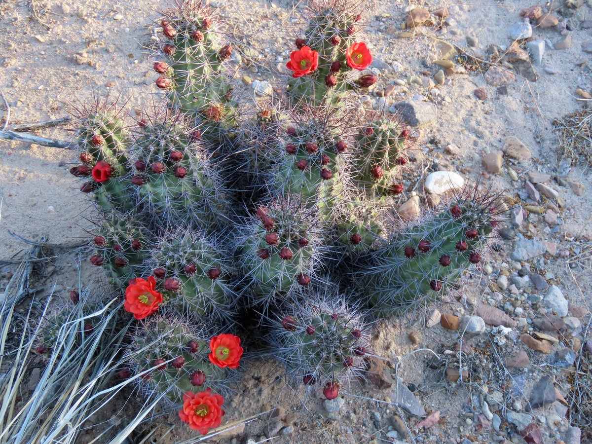 Robert P. Rowley tweet media