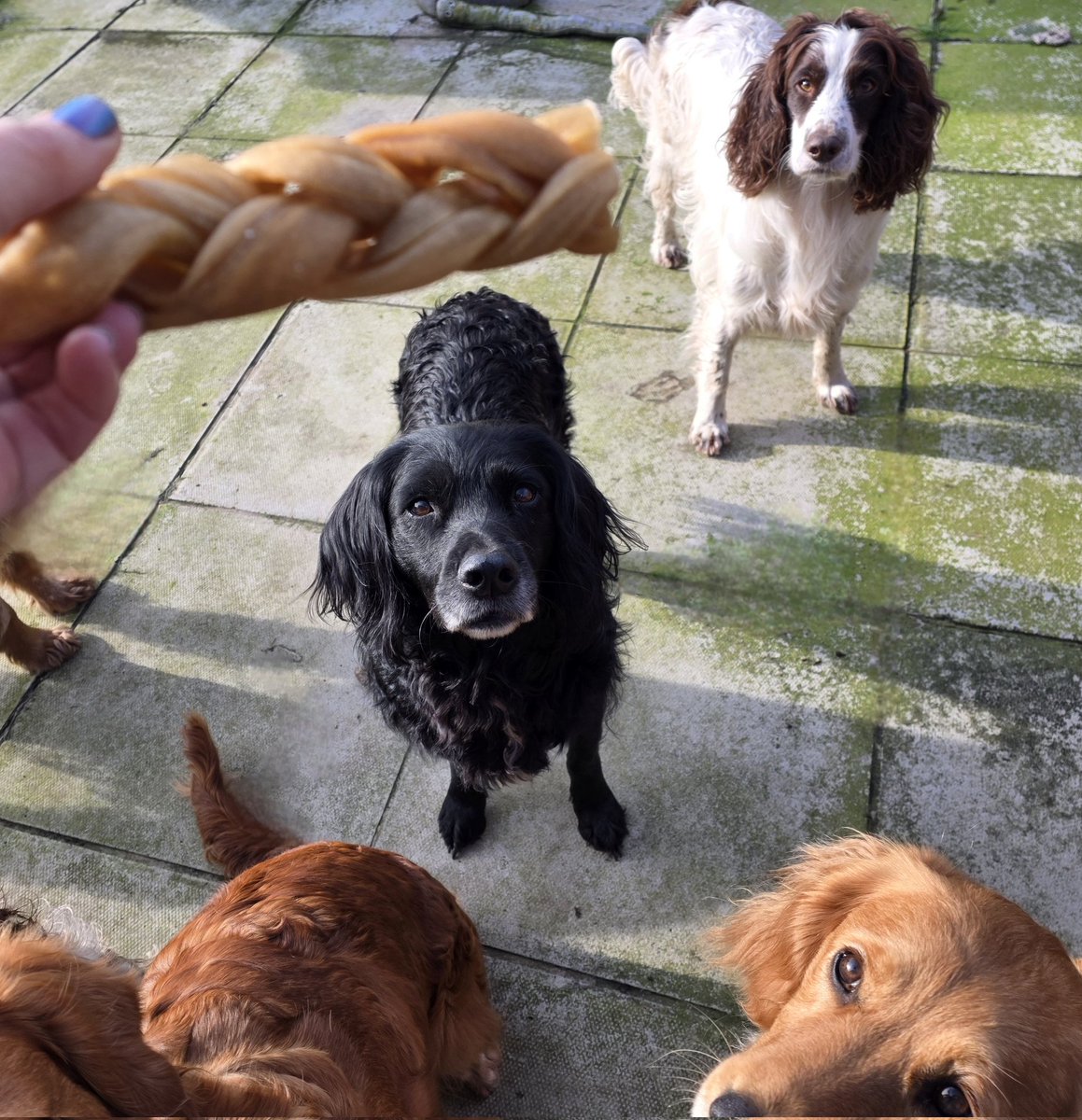 Mrs C's magic settee 🐶🐶🐶🐶🐶🐶🐶🐶🐶🐶🐈‍⬛ tweet media