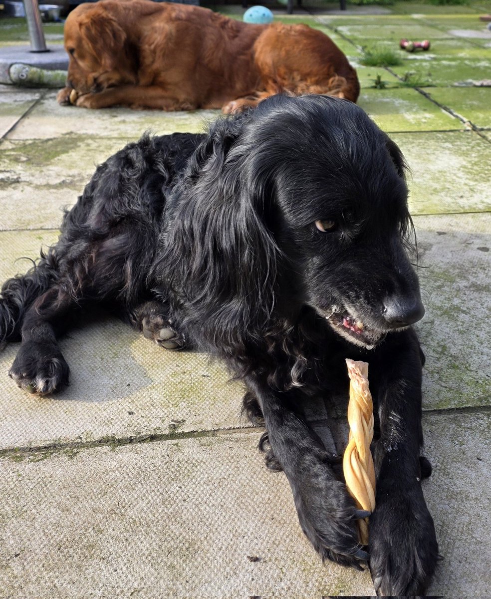 Mrs C's magic settee 🐶🐶🐶🐶🐶🐶🐶🐶🐶🐶🐈‍⬛ tweet media