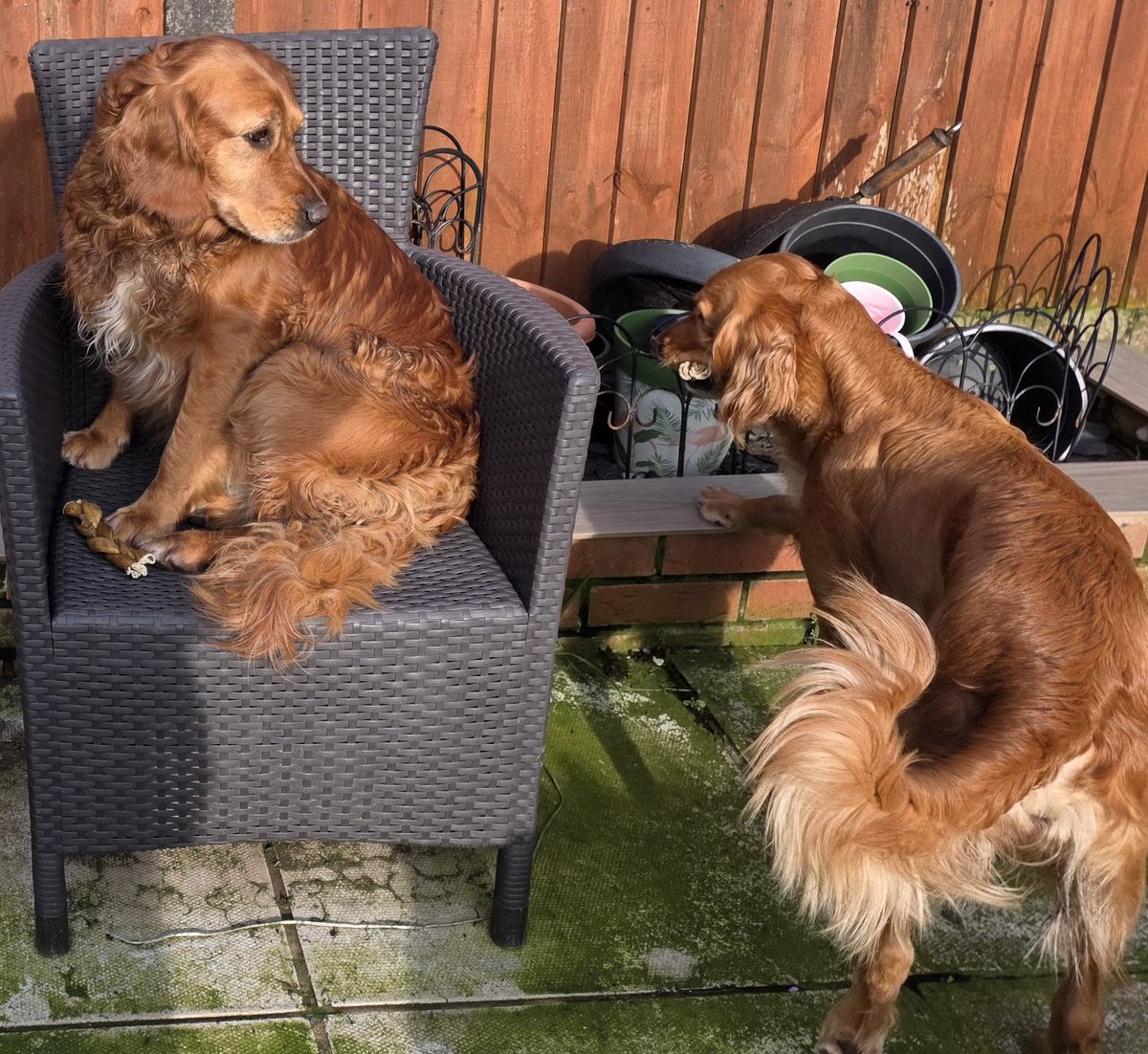 Mrs C's magic settee 🐶🐶🐶🐶🐶🐶🐶🐶🐶🐶🐈‍⬛ tweet media