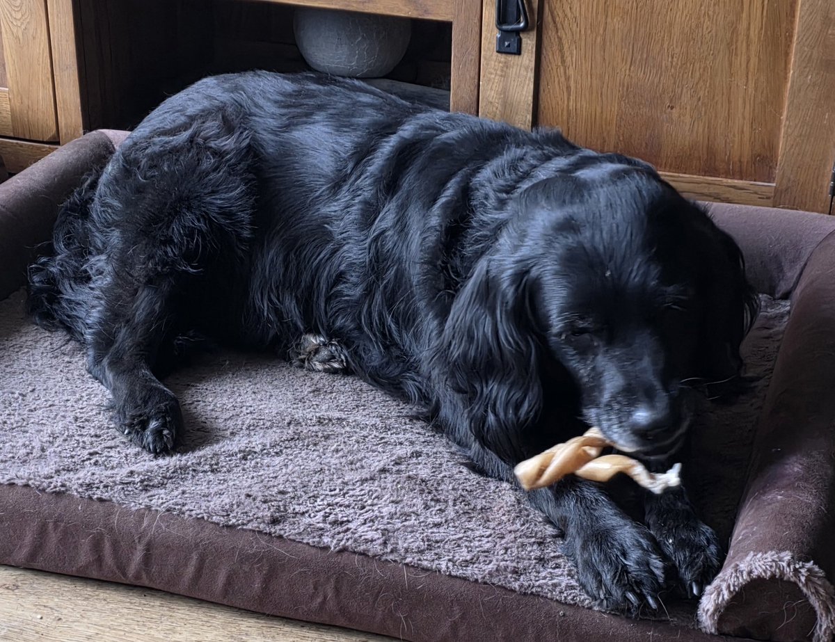 Mrs C's magic settee 🐶🐶🐶🐶🐶🐶🐶🐶🐶🐶🐈‍⬛ tweet media