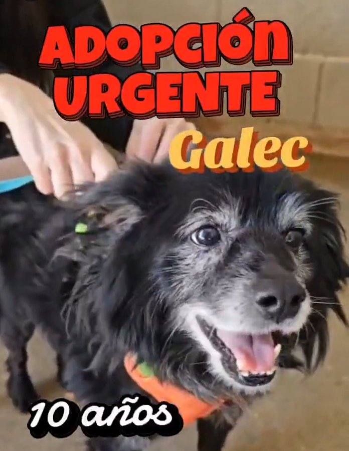 amaregar's tweet photo. #URGENTE. 
#GALEC 
#LLEIDA
Vamos todos  a difundir, 
Este abuelito merece ser feliz 
Es posesivo con la comida, 
Paciencia y amor la única salida, 
Necesita un hogar para cambiar su vida
Contacto 
protectoralleida@hotmail.com. https://t.co/y2fNHgc3fA