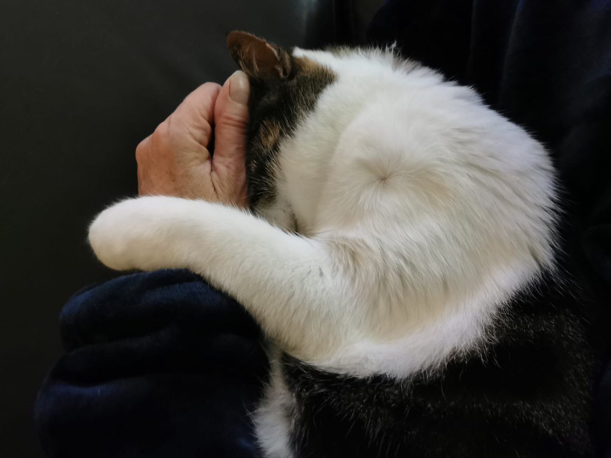 zulma de la ferme tweet media