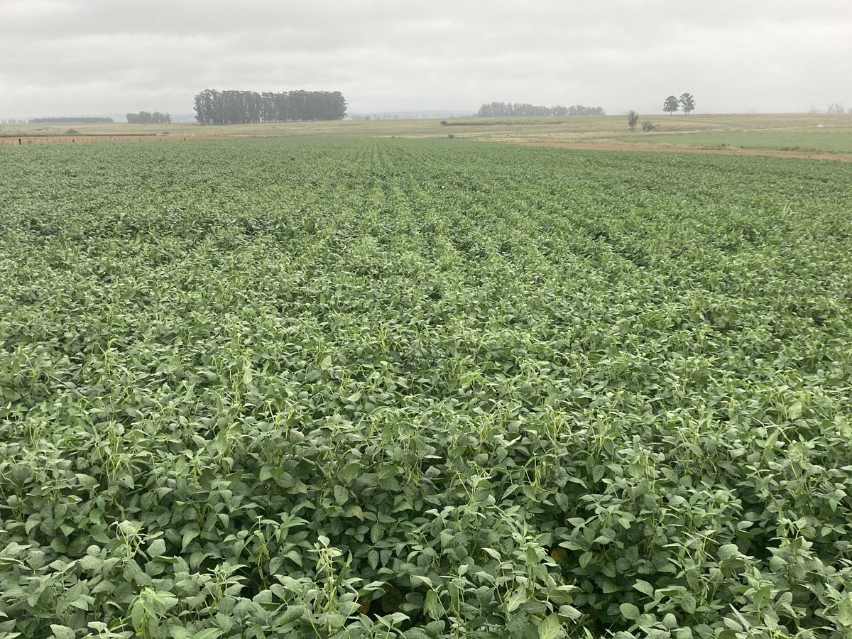 José A. Terra tweet media