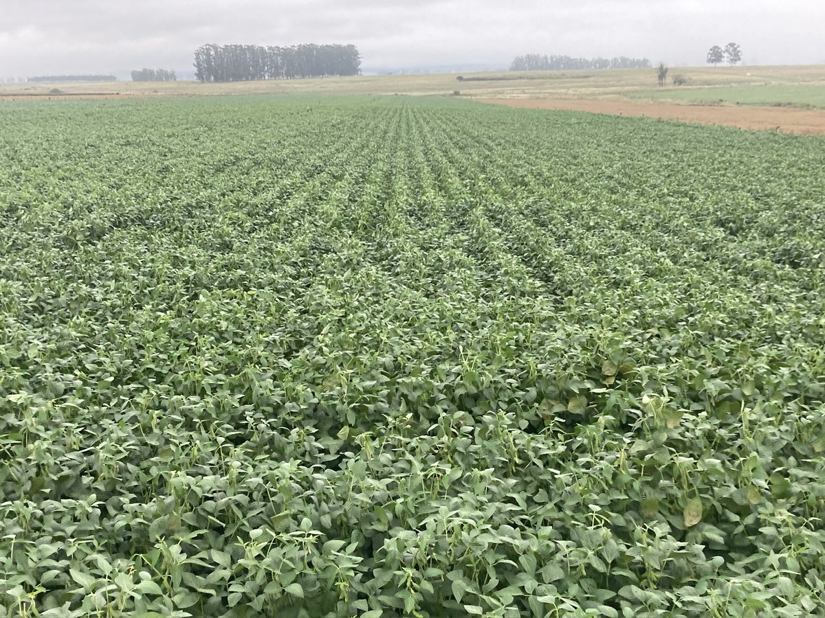 José A. Terra tweet media