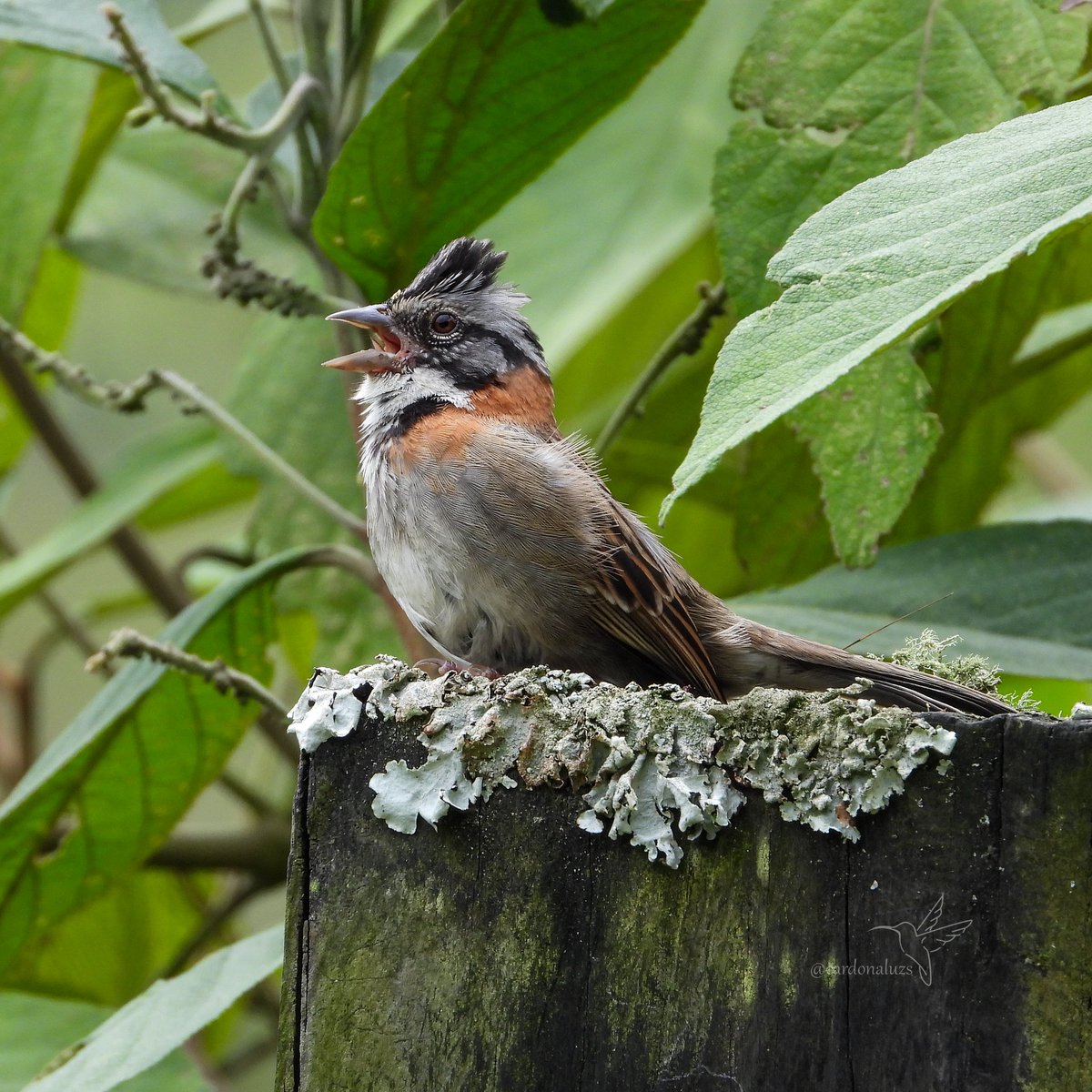 Luz Sthella Cardona M tweet media