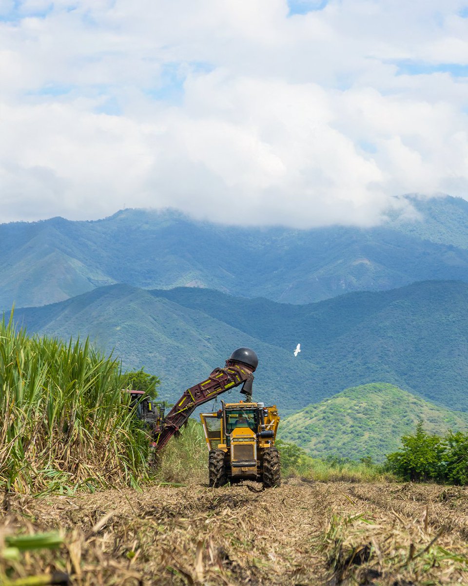 asocana's tweet photo. Y como dice la canción: esta es mi tierra bonita, mi tierra preciosa. 🎵💚🙌🏼

En la agroindustria de la caña estamos orgullosos de esta región y de su gente. Por eso, trabajamos cada día para seguir aportando al desarrollo social, económico y ambiental del territorio. https://t.co/c2SAmFFv6R