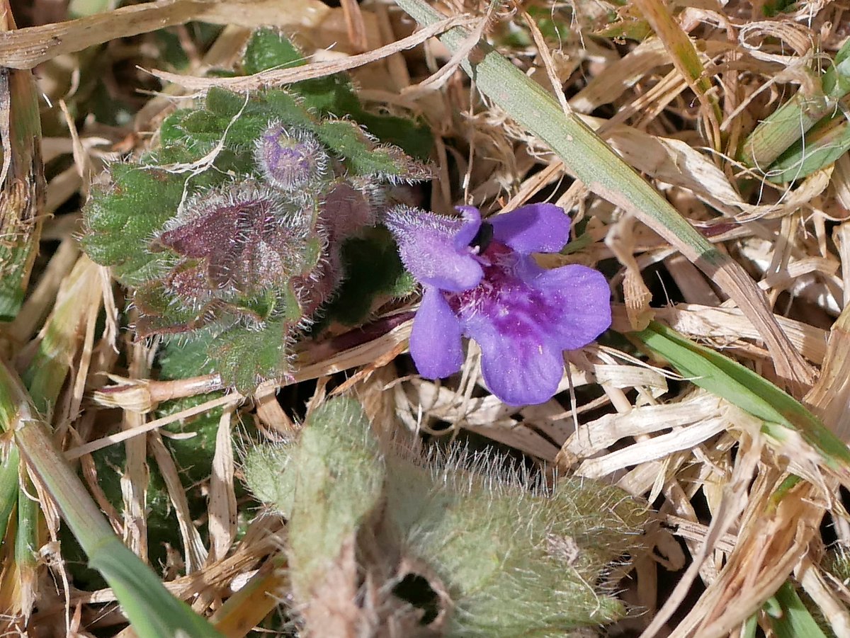 Sylvatica tweet media