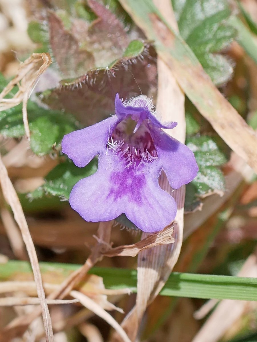 Sylvatica tweet media