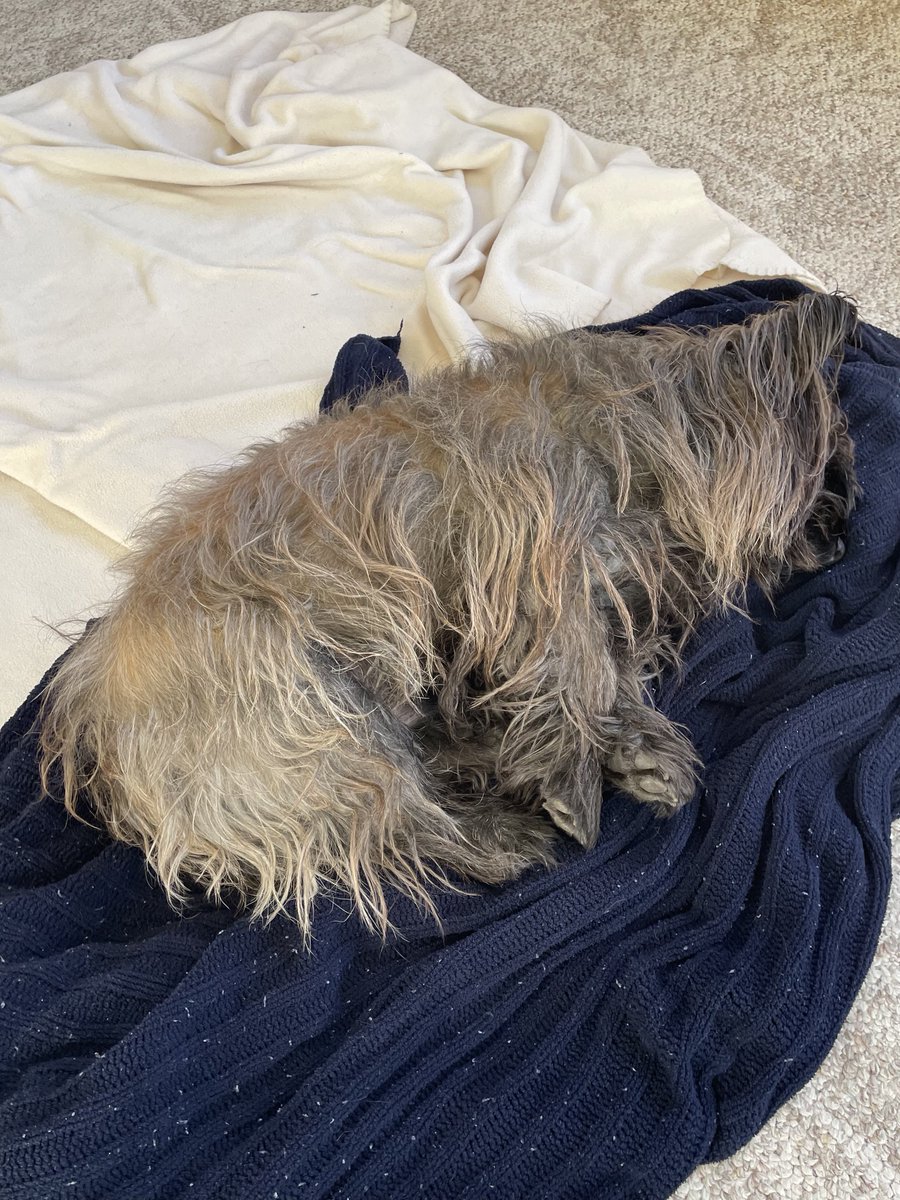 Welly the unstoppable bean machine tweet media